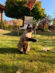 Katze 
