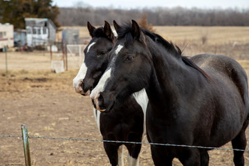 Obraz premium portrait of horse