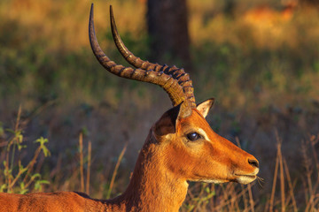 Portrait of adult male of impala, Aepyceros melampus, the most common antelope, at sunset light. Umkhuze game reserve in South Africa. Side view.
