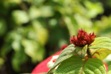 Red Buds in garden
