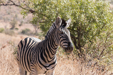 Black and white striped Zebra as seen in nature