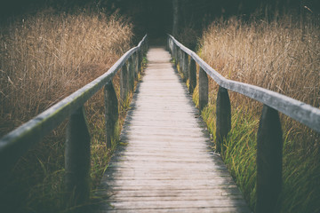 wooden boardwalk leading through tall grasses and reeds