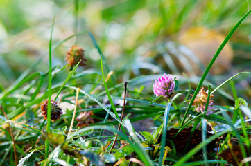 Clover flower in wet autumn grass.