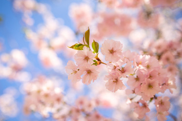 Sakura cherry blossom in spring time over blue sky