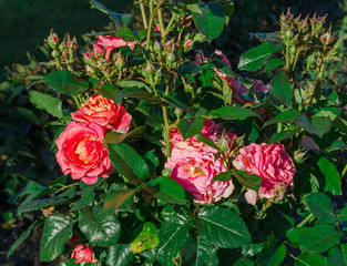 pink roses in the garden
