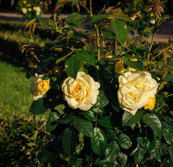 creamy yellow rose in the garden