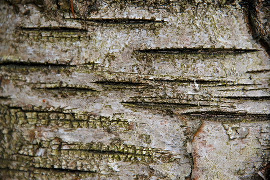 the natural background - birch bark