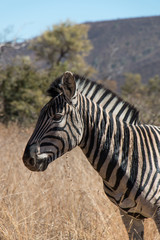 Close up of Zebra from side as seen in nature