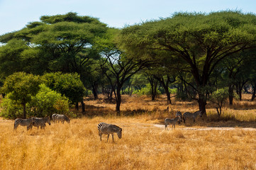 Wild zebras grazing grassland on savanna with acacia trees in background, safari Ruaha National...