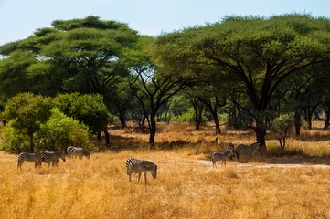 Poster Wild zebras grazing grassland on savanna with acacia trees in background, safari Ruaha National Park, Tanzania, Africa © Magda