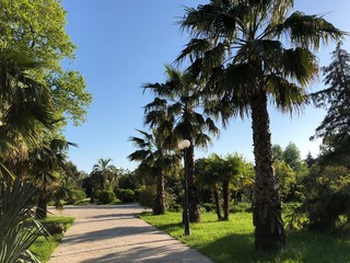 Fototapeta premium palm trees in the park