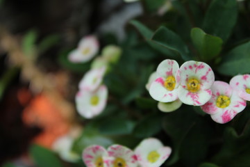 flowers in the garden