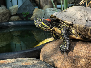rotwangenschmuckschildkröte schildkröte wasser wasserschildkröte plage