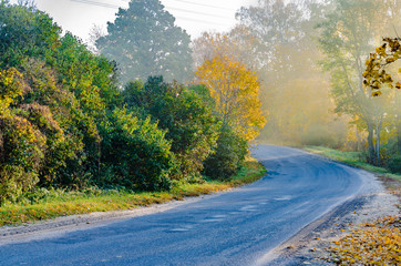 autumn fog vivid and colorful a beautiful morning, the trees with yellow leaves in the open air