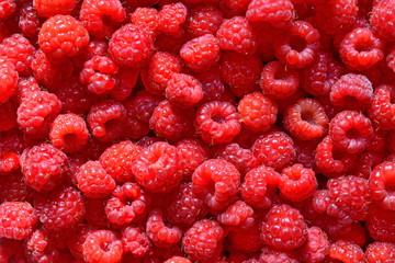 Lots of fresh harvested red ripe juicy sweet raspberry. Background. Top view