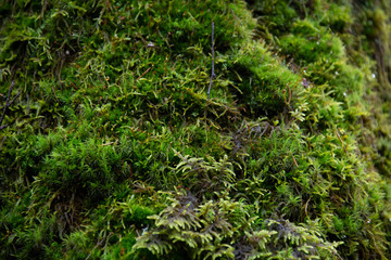 Fototapeta premium the natural background - moss
