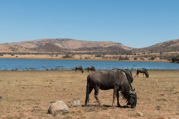 Blue Wildebeest grazing near a waterhole