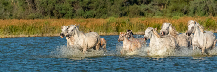 Fototapeta premium Horses running in the water, beautiful purebred horses in Camargue 