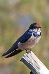 Swallow outdoors in the wild sunbathing
