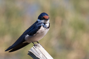 Swallow in the sun