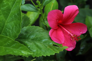 red flower in the garden