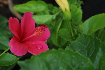 red hibiscus flower in the garden