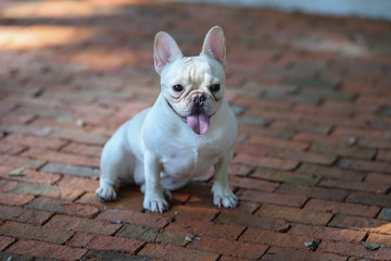 Cute French bulldog playing on rocky ground