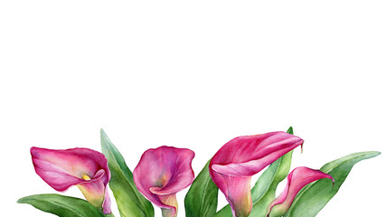 Frame, border with a pink calla lily Zantedeschia rehmannii flower. Watercolor hand drawn painting illustration isolated on a white background.