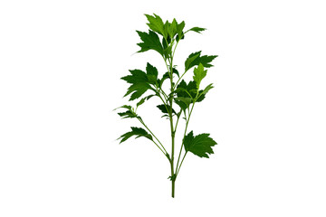 Close up green leaf of White mugwort plant (Artemisia lactiflora) isolated on white background.Saved with clipping path.