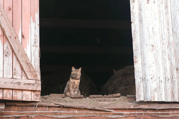 Cat sitting in the attic in the hayloft.