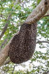 A swarm of wild bees hanging on a tree