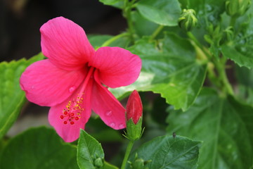 pink flower in the garden