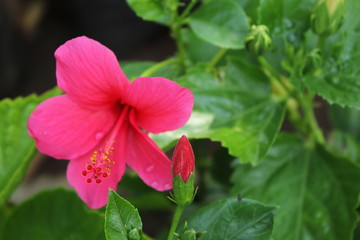 pink flower in the garden