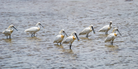 A flock of Eurasian Spoonbills (Platalea leucorodia) in breeding plumage standing in water pond. Yala national park, Sri Lanka.