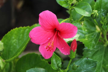 pink flower in the garden