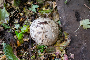 mushroom rain cover has the shape of a ball grows to large sizes edible for design