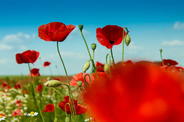 Obraz premium czerwony mak na zielonej łące