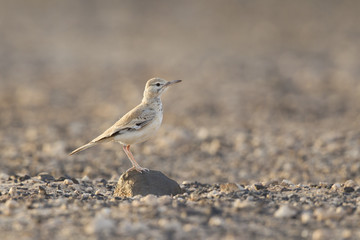 A greater hoopoe-lark (Alaemon alaudipes) foraging in the morning sun on the island of Cape verde Africa.