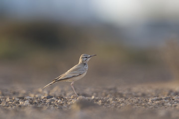 A greater hoopoe-lark (Alaemon alaudipes) foraging in the morning sun on the island of Cape verde Africa.