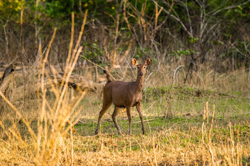 Female Sambar deer (Rusa unicolor) standing in the jungle
