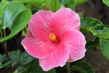 red flower in the garden