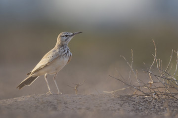 A greater hoopoe-lark (Alaemon alaudipes) foraging in the morning sun on the island of Cape verde Africa.