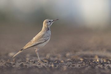 A greater hoopoe-lark (Alaemon alaudipes) foraging in the morning sun on the island of Cape verde Africa.