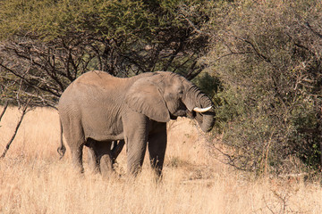 Elephants eating leaves from trees in South Africa