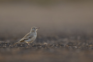 A greater hoopoe-lark (Alaemon alaudipes) foraging in the morning sun on the island of Cape verde Africa.
