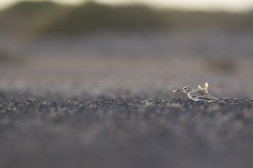 A greater hoopoe-lark (Alaemon alaudipes) catching an insect in the morning sun on the island of Cape verde Africa.
