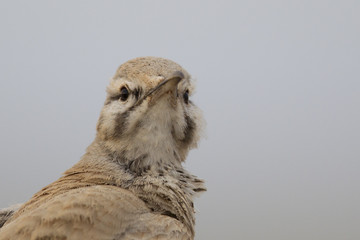 Portrait of a greater hoopoe-lark (Alaemon alaudipes) in the desert of the island of Cape verde Africa.