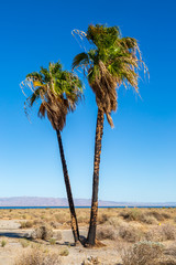 Two palm tree on the shore of the Salton Sea, with burnt trunks from a fire