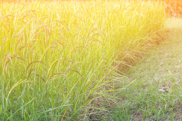 Closeup view of rice paddy in the rice terraces of Thailand,Harvest season of rice nature food background.Organic farm in Asian of Thai people.Blur  style.