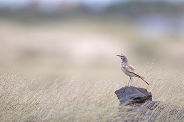 A greater hoopoe-lark (Alaemon alaudipes) perched on a big rock in the morning sun on the island of Cape verde Africa.